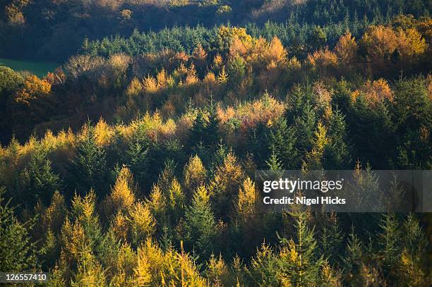 autumnal view of a larch and spruce plantation near dawlish, seen from the obelisk viewpoint, nr mamhead, devon, great britain. - forestry industry stock pictures, royalty-free photos & images