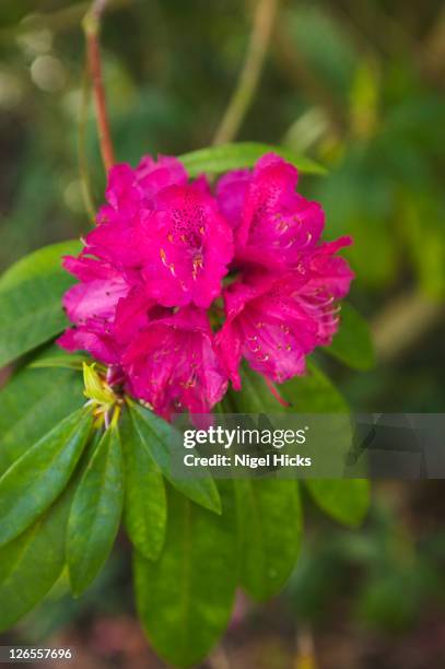 rhododendrons in the formal gardens, mt edgcumbe country park, plymouth, cornwall, great britain. - rhododendron stock-fotos und bilder