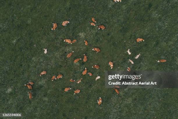 aerial shot looking down on a herd of highland cattle, scotland, united kingdom - methaan stockfoto's en -beelden