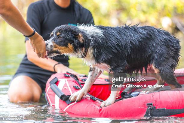 australian shepherd puppy at its first water rescue training, lombardy, italy - perro de búsqueda y rescate fotografías e imágenes de stock