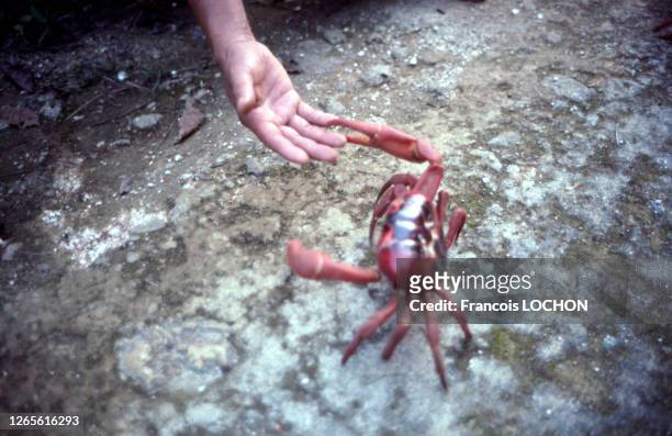 Crabe rouge de l'île Christmas , en janvier 1992, Australie.