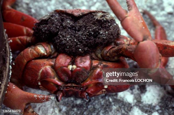 Crabe rouge de l'île Christmas , en janvier 1992, Australie.