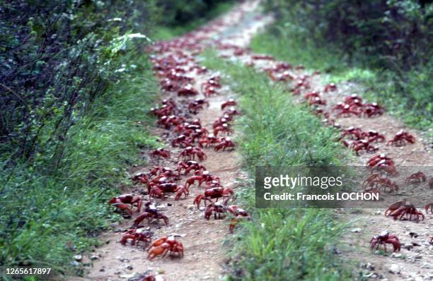 Traversée d'une route lors de la migration des crabes rouges de l'île Christmas , en janvier 1992, Australie.
