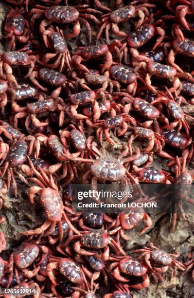 La migration des crabes rouges de l'île Christmas , en janvier 1992, Australie.