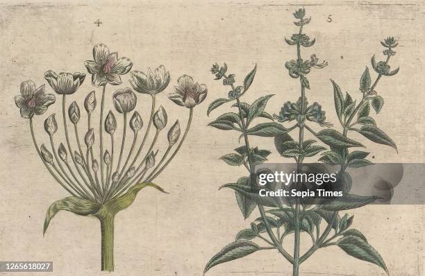Swan flower and small-flowered sage . Swan flower and small-flowered sage. FIGs. 4 and 5 on a sheet numbered by hand 3. In: Anselmi Boetii de Boot...