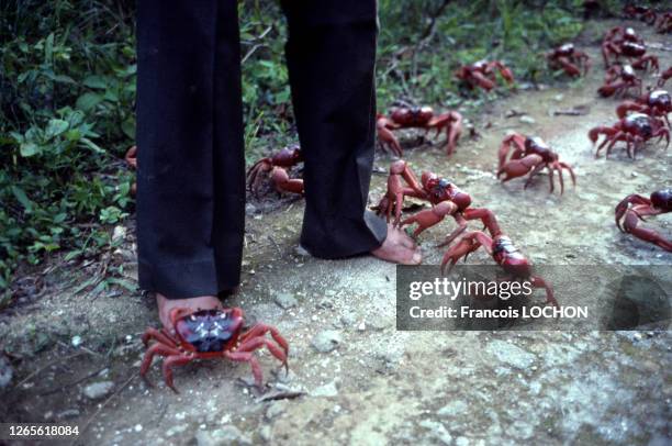 Crabes rouges de l'île Christmas entourant un homme pieds nus lors de leur migration, en janvier 1992, Australie.