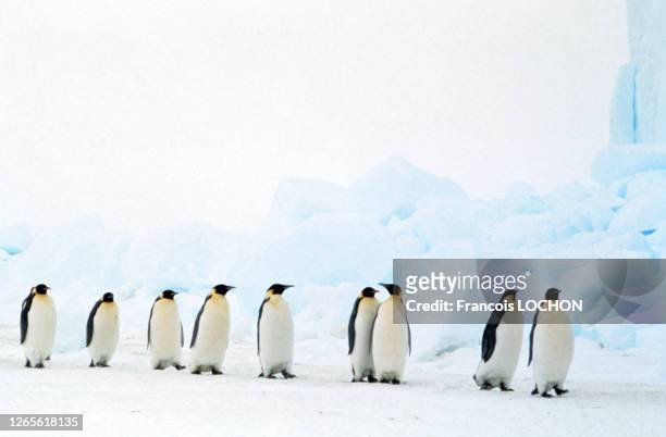 Colonie de manchots empereurs sur la banquise en Antarctique, en 1994.