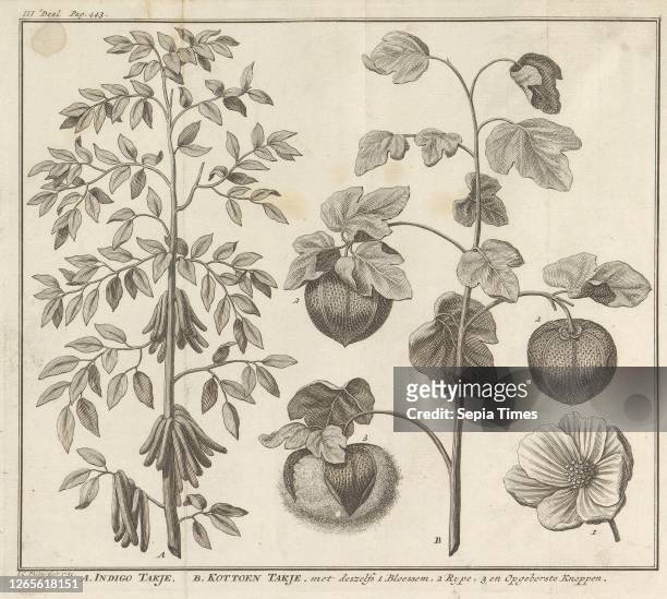 Indigofera and cotton plant A. Indigo twig. B. Kottoen twig . Indigofera and cotton plant. Pasted leaf in: Anselmi Boetii de Boot I.C. Brugensis &...