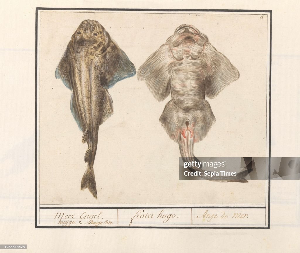 Squatina or violin ray (Rhinobatidae). Meer Engel. huijge Bargelote / Brother Hugo. / Ange de mer (title on object). Squatina (sea angel) or violin ray. Numbered top right: 15. Part of the sixth album with drawings of fish. shells and insects. Sixth of tw