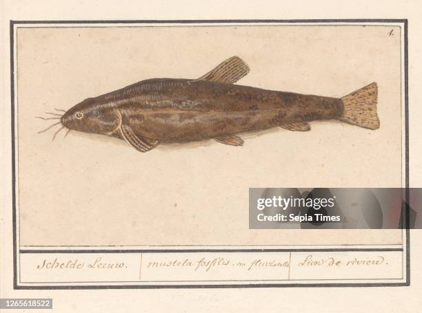 Catfish . Scheldt Lion. Mustela fosfilis. Seu fluviatalis / Lion de riviere . Catfish. Numbered top right: 1. Part of the sixth album with drawings...