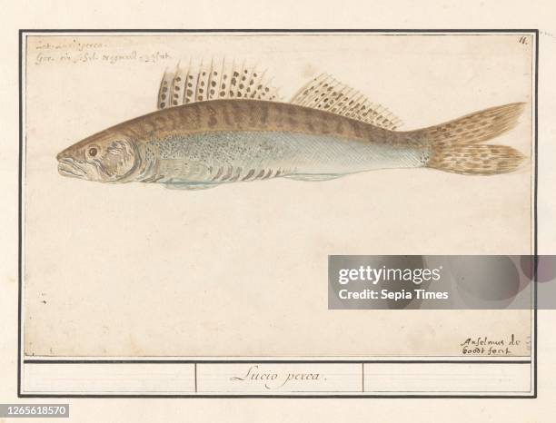 Walleye . Lucio perca . Walleye. Numbered top right: 11. Top left the name in two languages. Part of the sixth album with drawings of fish. Shells...