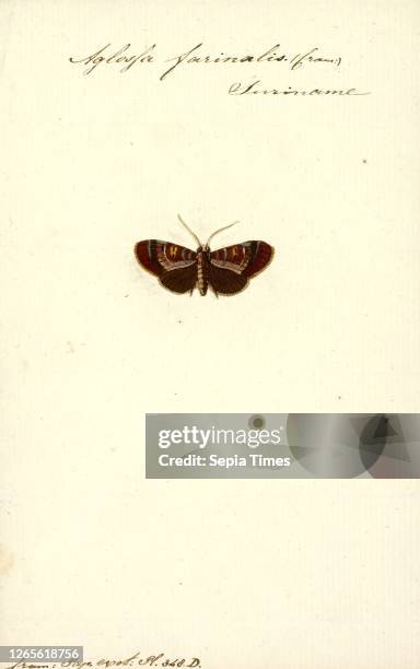 Aglossa. Print. Aglossa is a genus of small moths belonging to the family Pyralidae. It was described by Pierre André Latreille in 1796. They are...