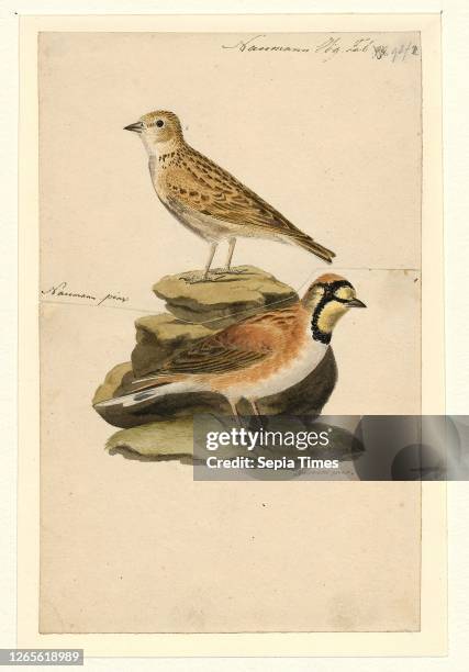 Alauda arborea. Print. The woodlark or wood lark is the only extant species in the lark genus Lullula. It is found across most of Europe. The Middle...