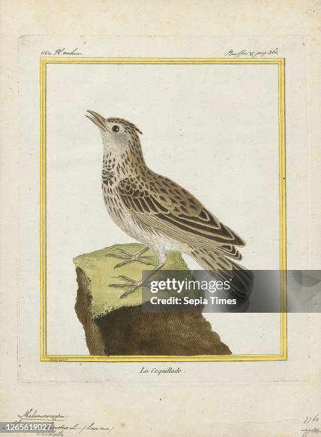 Alauda cristata. Print. The crested lark is a species of lark distinguished from the other 81 species of lark by the crest of feathers that rise up...