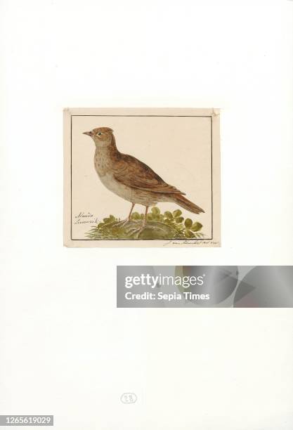 Alauda cristata. Print. The crested lark is a species of lark distinguished from the other 81 species of lark by the crest of feathers that rise up...