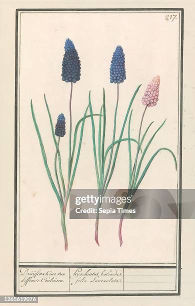 Blue grapes . / hyachintus bolroides. Folio Lanceolata. . Blue grapes. Numbered top right: 217. Part of the third album with drawings of flowers and...