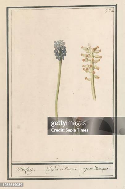 Blue grapes Musacri. / Dipeadi Muscari. / cignon Musqu. . Blue grapes. Numbered top right: 220. Part of the third album with drawings of flowers and...