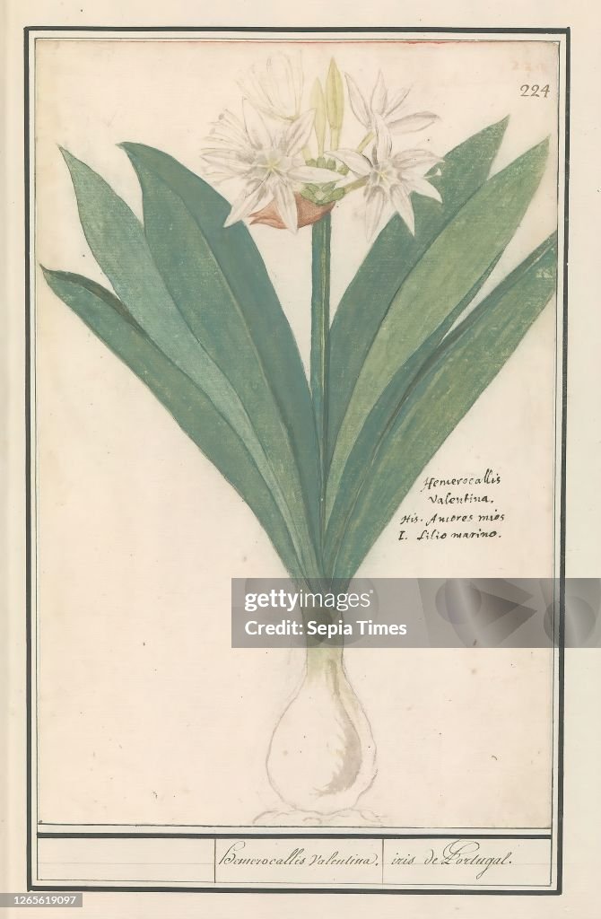 Amaryllis (Hippeastrum) hemerocallis Valentina. / iris de Portugal. (title on object). Amaryllis with white flowers. referred to as a day lily in the underlay. Numbered top right: 224. Right the name in three languages. Part of the third album with drawin