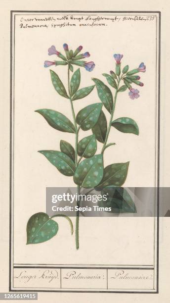Spotted lung herb Longer Kruijd. / Pulmonaria. / Pulmonary. . spotted lung herb. Numbered top right: 275. At the top the name in Dutch and Latin....