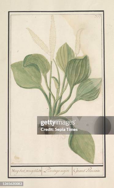 Great Plantain . Plantain. Plantain. / Plantago major. / Grand Plantain . Large plantain. Numbered top right: 337. Part of the fourth album with...