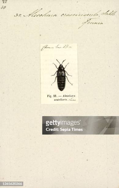 Aleochara. Print. Aleochara asiatica. Aleochara is an unusual genus in the beetle family Staphylinidae. The Rove beetles; larvae of Staphylinidae...