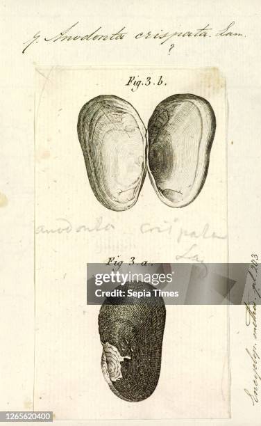 Anodonta crispata. Print. Anodonta is a genus of freshwater mussels in the family Unionidae. The river mussels..