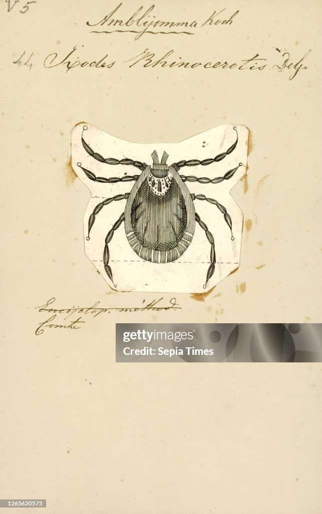 Amblyomma. Print. Amblyomma is a genus of hard ticks. Some are disease vectors. for example for Rocky Mountain spotted fever in Brazil or ehrlichiosis in the United States.