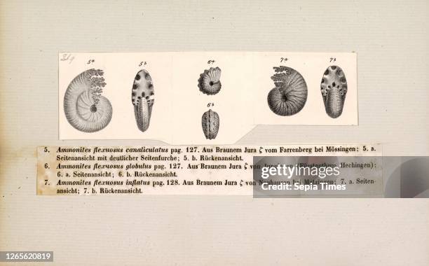 Ammonites flexuosus canaliculatus. Print. Ammonoidea. Ammonoids are a group of extinct marine mollusc animals in the subclass Ammonoidea of the class...