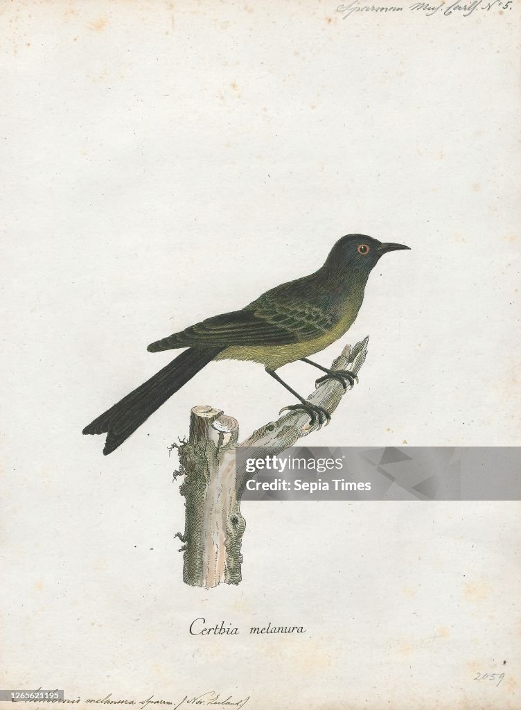 Anthornis melanura. Print. The New Zealand bellbird (Anthornis melanura). also known by its Māori names korimako and makomako. is a passerine bird endemic to New Zealand. It has greenish colouration and is the only living member of the genus Anthornis. Th