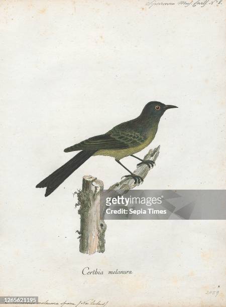 Anthornis melanura. Print. The New Zealand bellbird . Also known by its Māori names korimako and makomako. Is a passerine bird endemic to New...