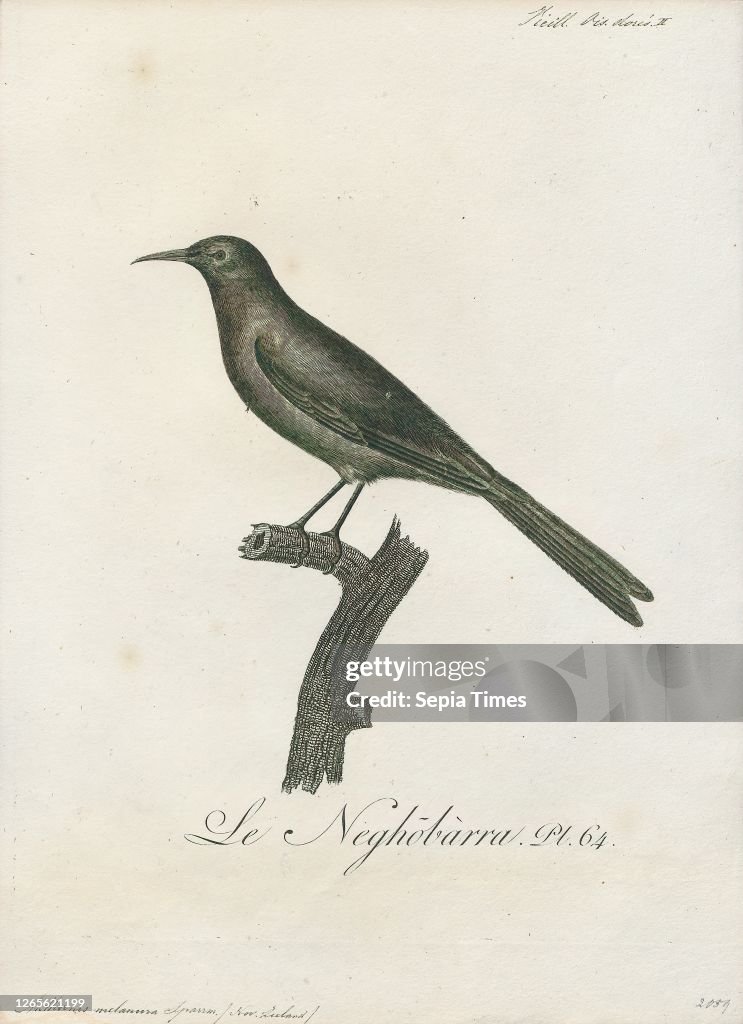 Anthornis melanura. Print. The New Zealand bellbird (Anthornis melanura). also known by its Māori names korimako and makomako. is a passerine bird endemic to New Zealand. It has greenish colouration and is the only living member of the genus Anthornis. Th