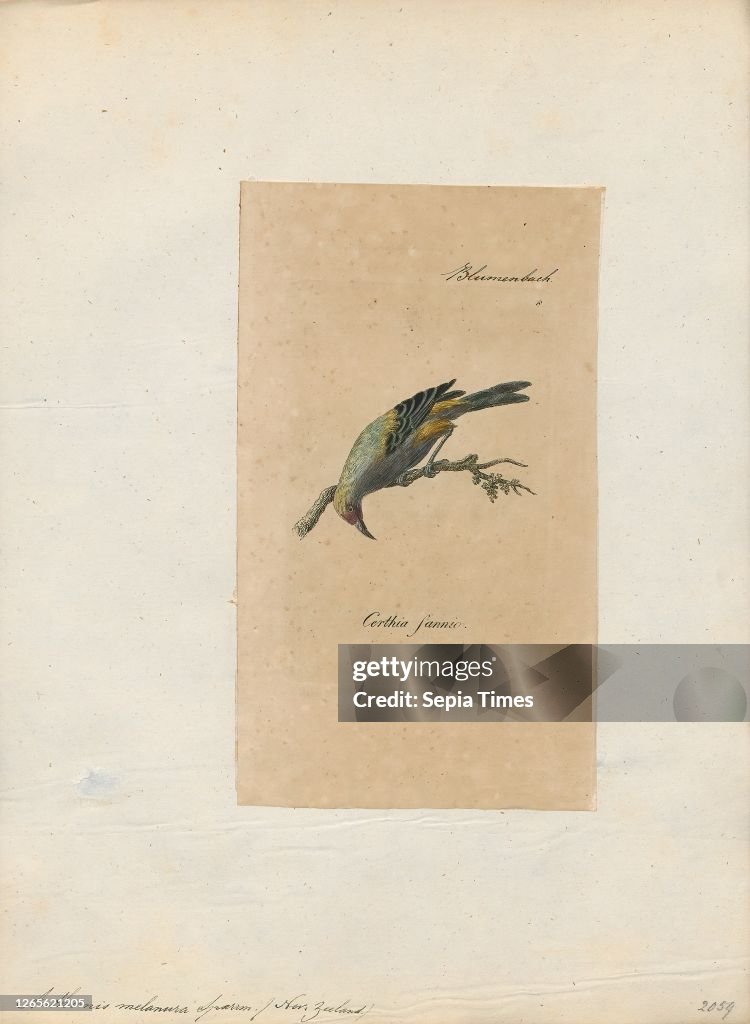 Anthornis melanura. Print. The New Zealand bellbird (Anthornis melanura). also known by its Māori names korimako and makomako. is a passerine bird endemic to New Zealand. It has greenish colouration and is the only living member of the genus Anthornis. Th