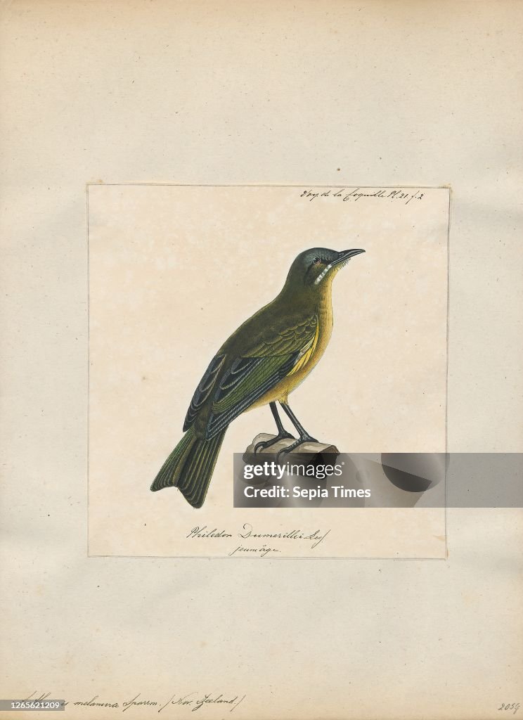 Anthornis melanura. Print. The New Zealand bellbird (Anthornis melanura). also known by its Māori names korimako and makomako. is a passerine bird endemic to New Zealand. It has greenish colouration and is the only living member of the genus Anthornis. Th