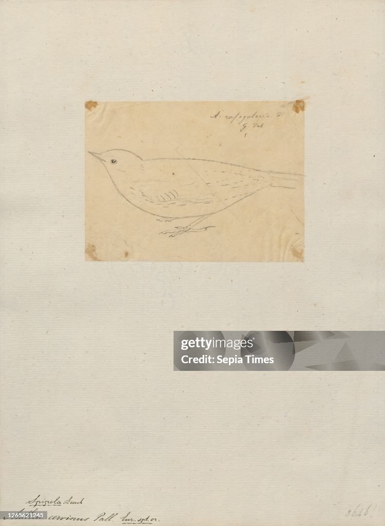 Anthus cervinus. Print. The red-throated pipit (Anthus cervinus) is a small passerine bird which breeds in the far north of Europe and Asia. with a foothold in northern Alaska. It is a long-distance migrant moving in winter to Africa. south and east Asia