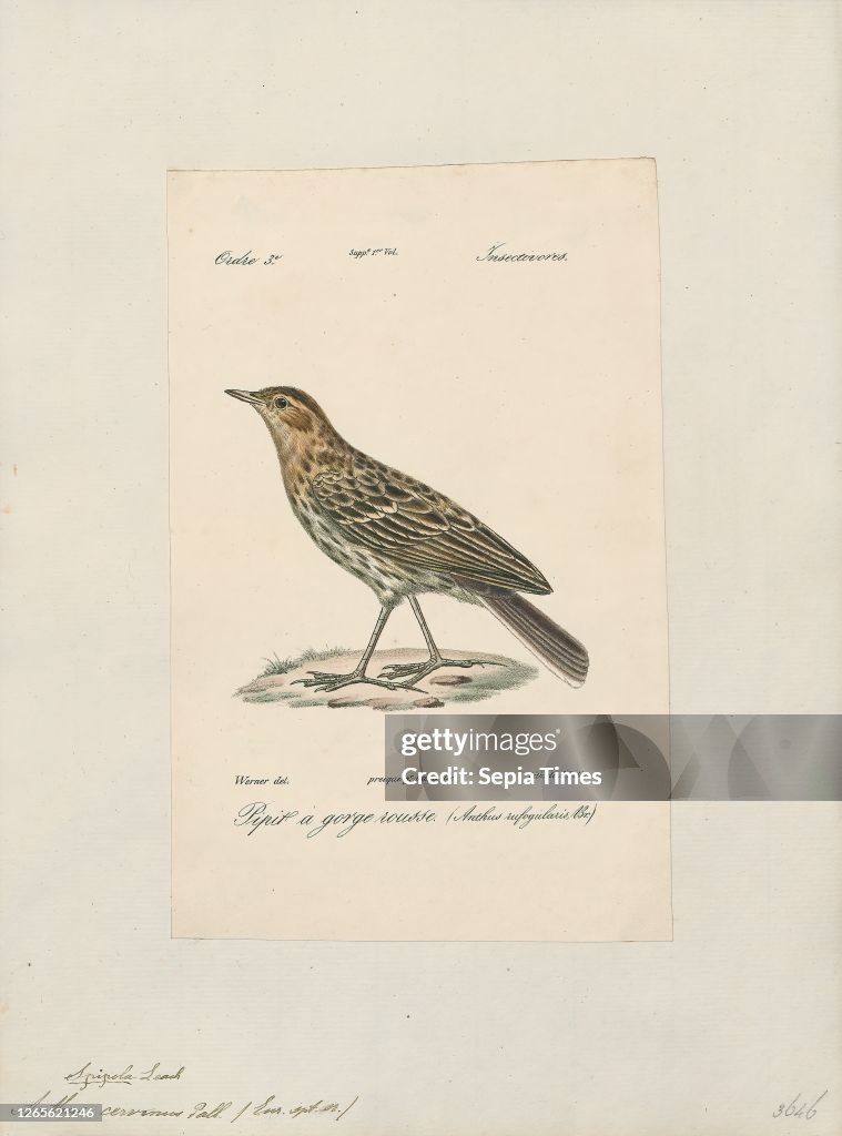 Anthus cervinus. Print. The red-throated pipit (Anthus cervinus) is a small passerine bird which breeds in the far north of Europe and Asia. with a foothold in northern Alaska. It is a long-distance migrant moving in winter to Africa. south and east Asia