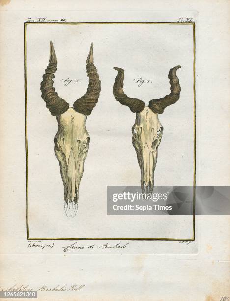 Antilope bubalis. Print. Blackbuck. The blackbuck . Also known as the Indian antelope. Is an antelope found in India. Nepal. And Pakistan. The...