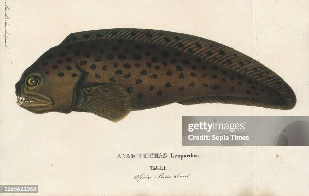 Anarrhichas lupus. Print. The Atlantic wolffish . Also known as the seawolf. Atlantic catfish. Ocean catfish. Devil fish. Wolf eel . Woof or sea cat....