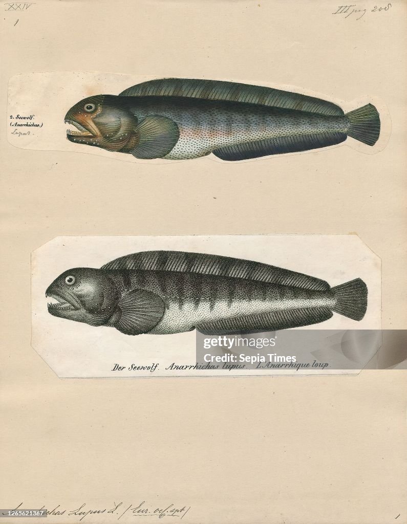 Anarrhichas lupus. Print. The Atlantic wolffish (Anarhichas lupus). also known as the seawolf. Atlantic catfish. ocean catfish. devil fish. wolf eel (the common name for its Pacific relative). woof or sea cat. is a marine fish of the wolffish family Anarh