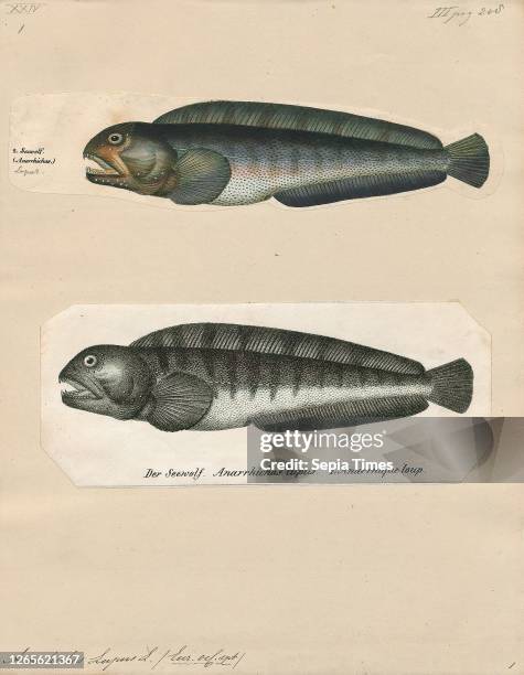 Anarrhichas lupus. Print. The Atlantic wolffish . Also known as the seawolf. Atlantic catfish. Ocean catfish. Devil fish. Wolf eel . Woof or sea cat....