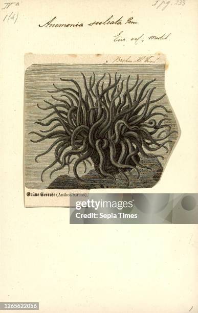 Anemonia sulcata. Print. Anemonia sulcata. Or Mediterranean snakelocks sea anemone. Is a species of sea anemone in the family Actiniidae from the...
