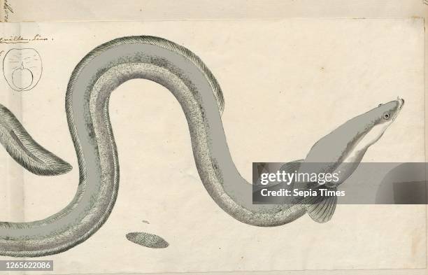 Anguilla vulgaris. Print. The European eel is a species of eel. A snake-like. Catadromous fish. They can reach a length of 1.5 m in exceptional...