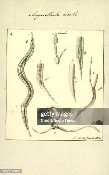 Anguillula aceti. Print. The free-living nematode Panagrellus redivivus . Is a tiny nematode that can be found living in beer mats. Insect frass....