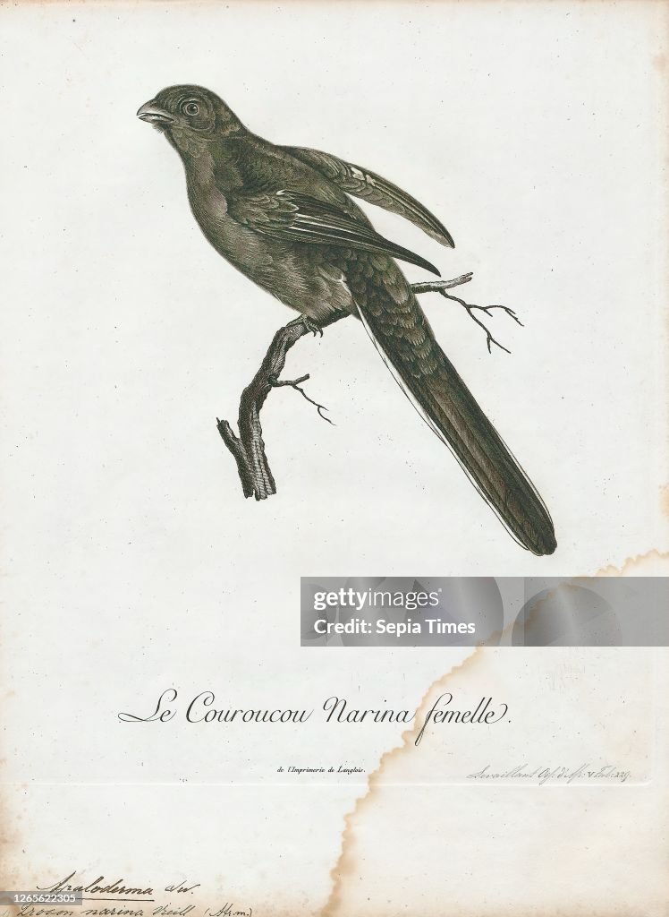Apaloderma narina. Print. The Narina trogon (Apaloderma narina) is a largely green and red. medium-sized (32–34 cm long). bird of the family Trogonidae. It is native to forests and woodlands of the Afrotropics. Though it is the most widespread and cathol
