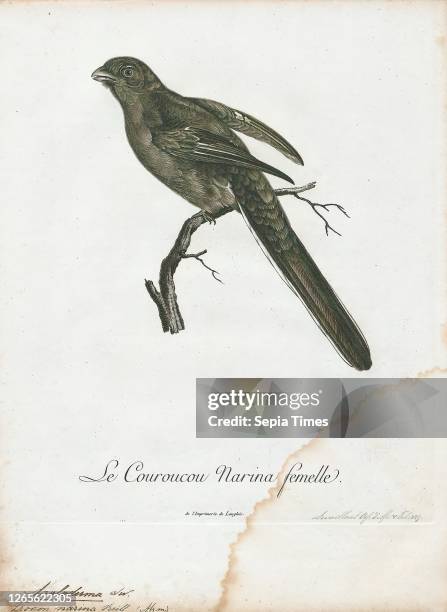 Apaloderma narina. Print. The Narina trogon is a largely green and red. Medium-sized . Bird of the family Trogonidae. It is native to forests and...