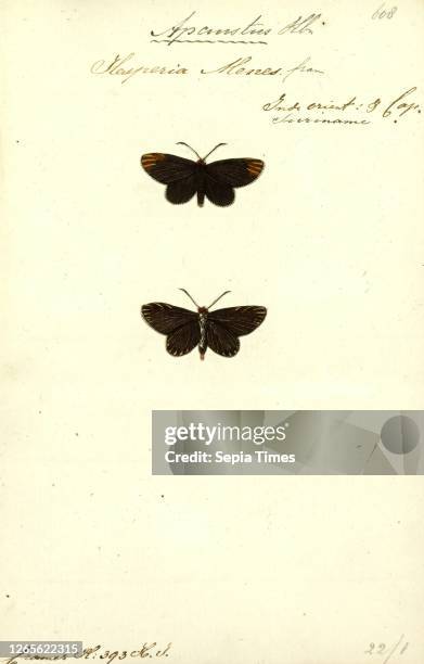 Apaustus. Print. Apaustus is a genus of skippers in the family Hesperiidae..