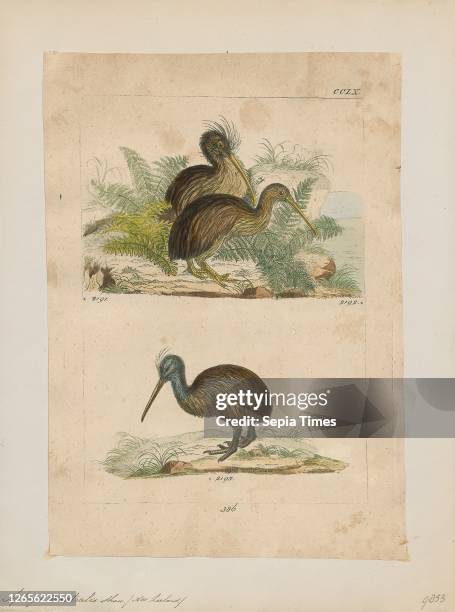 Apteryx australis. Print. The southern brown kiwi. Tokoeka. Or common kiwi is a species of kiwi from New Zealand's South Island. Until 2000 it was...