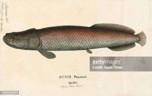 Arapaima gigas. Print. Arapaima gigas. Also known as pirarucu. Is a species of arapaima native to the basin of the Amazon River. Once believed to be...