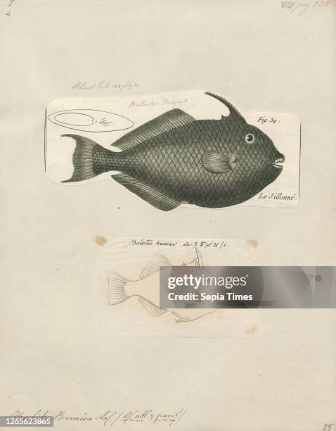 Balistes buniva. Print. The grey triggerfish or gray triggerfish is a ray-finned fish in the triggerfish family. The species is native to shallow...