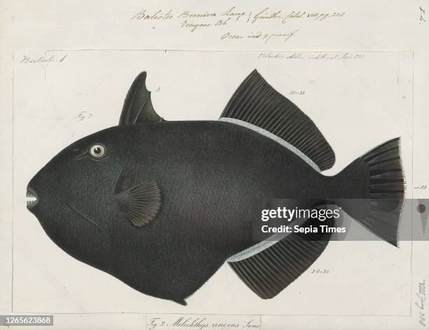 Balistes buniva. Print. The grey triggerfish or gray triggerfish is a ray-finned fish in the triggerfish family. The species is native to shallow...