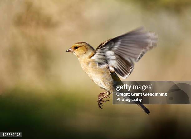 chaffinch - grant glendinning stock-fotos und bilder